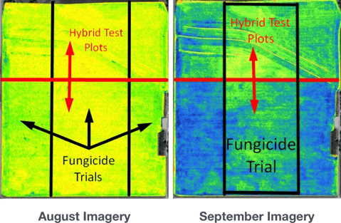 fungicide trials on hybrid test plot