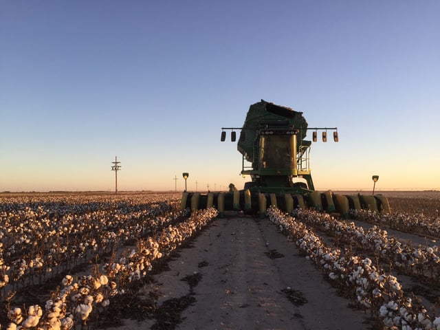 cotton harvest