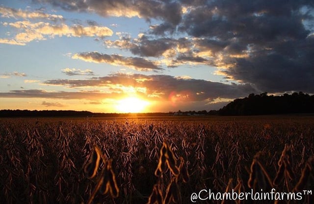 soybean field at sunset