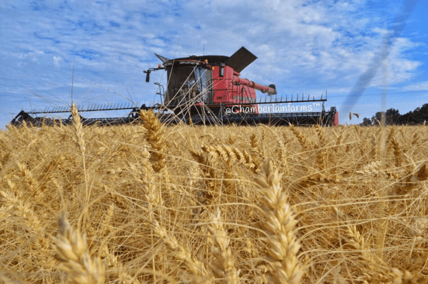 Wheat harvest on our family farm