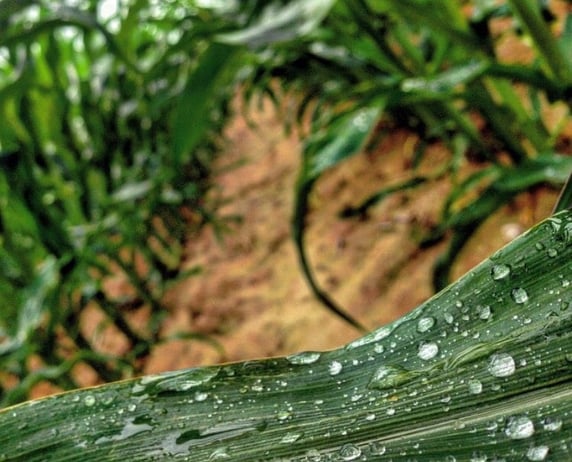 Rainfall on one of Ethan's corn fields in Indiana