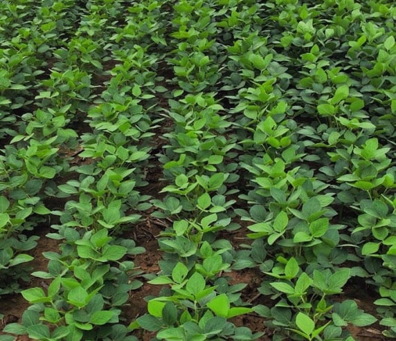 Soybeans on Ethan's Fields