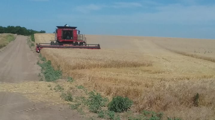 combine harvesting a wheat field in kansas