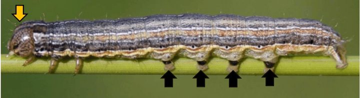 Armyworm larva